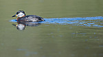 BB_20170430_0096 / Podiceps grisegena / Gråstrupedykker