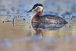 BB_20170430_0105 / Podiceps grisegena / Gråstrupedykker