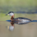 BB_20170430_0111 / Podiceps grisegena / Gråstrupedykker