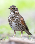 BB_20170602_0102 / Turdus iliacus / Rødvingetrost