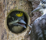 BB_20170615_0026 / Picoides tridactylus / Tretåspett