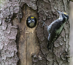 BB_20170615_0122 / Picoides tridactylus / Tretåspett