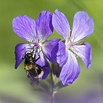 BB_20170618_0094-2 / Geranium sylvaticum / Skogstorkenebb