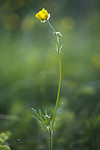 BB_20170621_0029 / Ranunculus polyanthemos / Krattsoleie