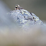BB_20170626_0215 / Eremophila alpestris / Fjellerke