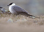 BB_20170626_0369 / Stercorarius longicaudus / Fjelljo