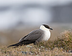 BB_20170626_0392 / Stercorarius longicaudus / Fjelljo