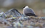 BB_20170626_0466 / Stercorarius longicaudus / Fjelljo