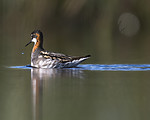 BB_20170628_0374 / Phalaropus lobatus / Svømmesnipe