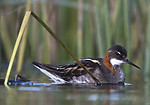 BB_20170628_1112 / Phalaropus lobatus / Svømmesnipe