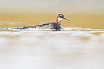 BB_20170628_1527 / Phalaropus lobatus / Svømmesnipe
