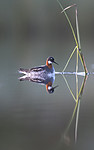 BB_20170628_1561 / Phalaropus lobatus / Svømmesnipe