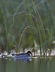 BB_20170629_0135 / Phalaropus lobatus / Svømmesnipe