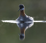 BB_20170629_0173 / Phalaropus lobatus / Svømmesnipe