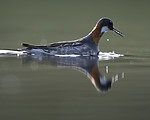BB_20170629_0194 / Phalaropus lobatus / Svømmesnipe