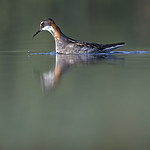 BB_20170629_1172 / Phalaropus lobatus / Svømmesnipe
