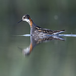 BB_20170629_1181 / Phalaropus lobatus / Svømmesnipe