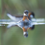 BB_20170629_1193 / Phalaropus lobatus / Svømmesnipe