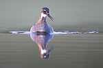 BB_20170629_1308 / Phalaropus lobatus / Svømmesnipe