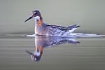 BB_20170629_1311 / Phalaropus lobatus / Svømmesnipe