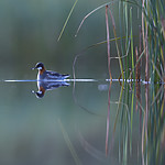 BB_20170630_0211 / Phalaropus lobatus / Svømmesnipe