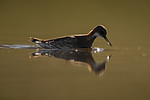 BB_20170630_0762 / Phalaropus lobatus / Svømmesnipe