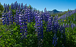 BB_20170630_0888 / Lupinus nootkatensis / Sandlupin