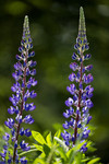 BB_20170701_0275 / Lupinus polyphyllus / Hagelupin