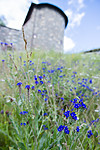 BB_20170703_0043 / Anchusa officinalis / Oksetunge