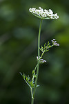 BB_20170709_0011 / Selinum carvifolia / Krusfrø