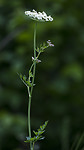 BB_20170709_0014 / Selinum carvifolia / Krusfrø