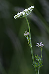 BB_20170709_0015 / Selinum carvifolia / Krusfrø