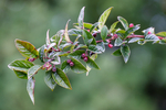 BB_20170911_0003 / Cotoneaster moupinensis / Mørkmispel