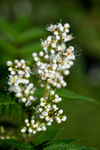 BB_20170916_0055 / Sorbaria sorbifolia / Rognspirea