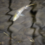 BB_20171118_0088 / Salmo salar / Laks