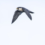 BB_20180121_0143 / Falco peregrinus / Vandrefalk