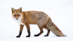 BB_20180219_1654 / Vulpes vulpes / Rødrev