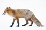 BB_20180219_1659 / Vulpes vulpes / Rødrev
