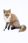 BB_20180219_1663 / Vulpes vulpes / Rødrev