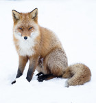 BB_20180219_1676 / Vulpes vulpes / Rødrev