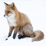 BB_20180219_1684 / Vulpes vulpes / Rødrev