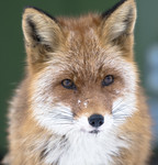 BB_20180221_0051 / Vulpes vulpes / Rødrev