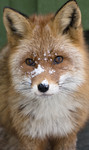 BB_20180221_0121 / Vulpes vulpes / Rødrev
