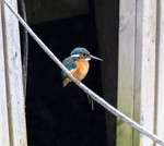 BB_20180224_0074 / Alcedo atthis / Isfugl