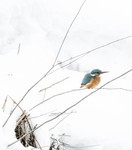 BB_20180224_0293 / Alcedo atthis / Isfugl