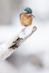 BB_20180224_0306 / Alcedo atthis / Isfugl