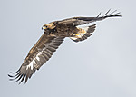 BB_20180228_0653 / Aquila chrysaetos / Kongeørn