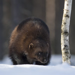 BB_20180415_0227 / Gulo gulo / Jerv