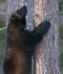 BB_20180415_0314 / Gulo gulo / Jerv