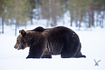 BB_20180416_0138 / Ursus arctos / Brunbjørn